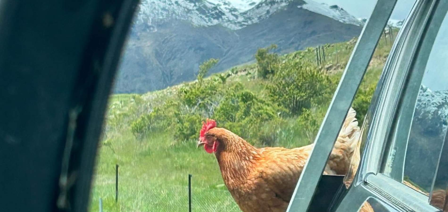 Chicken
