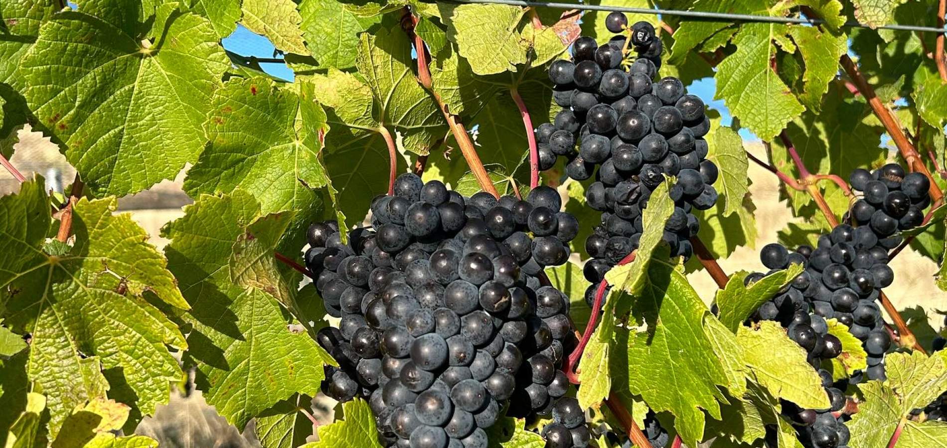 Grapes