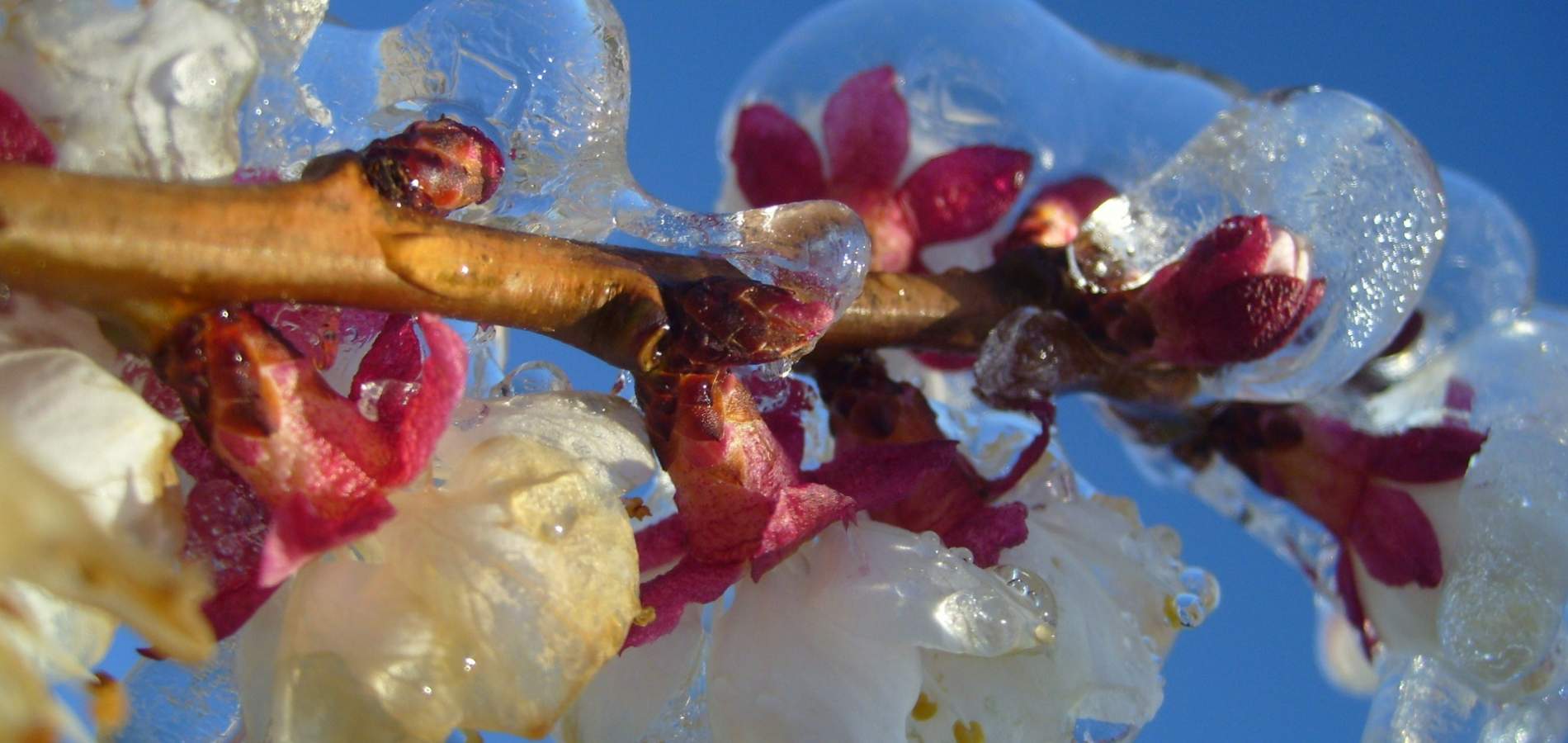 Spring Frost Fighting blossom protection