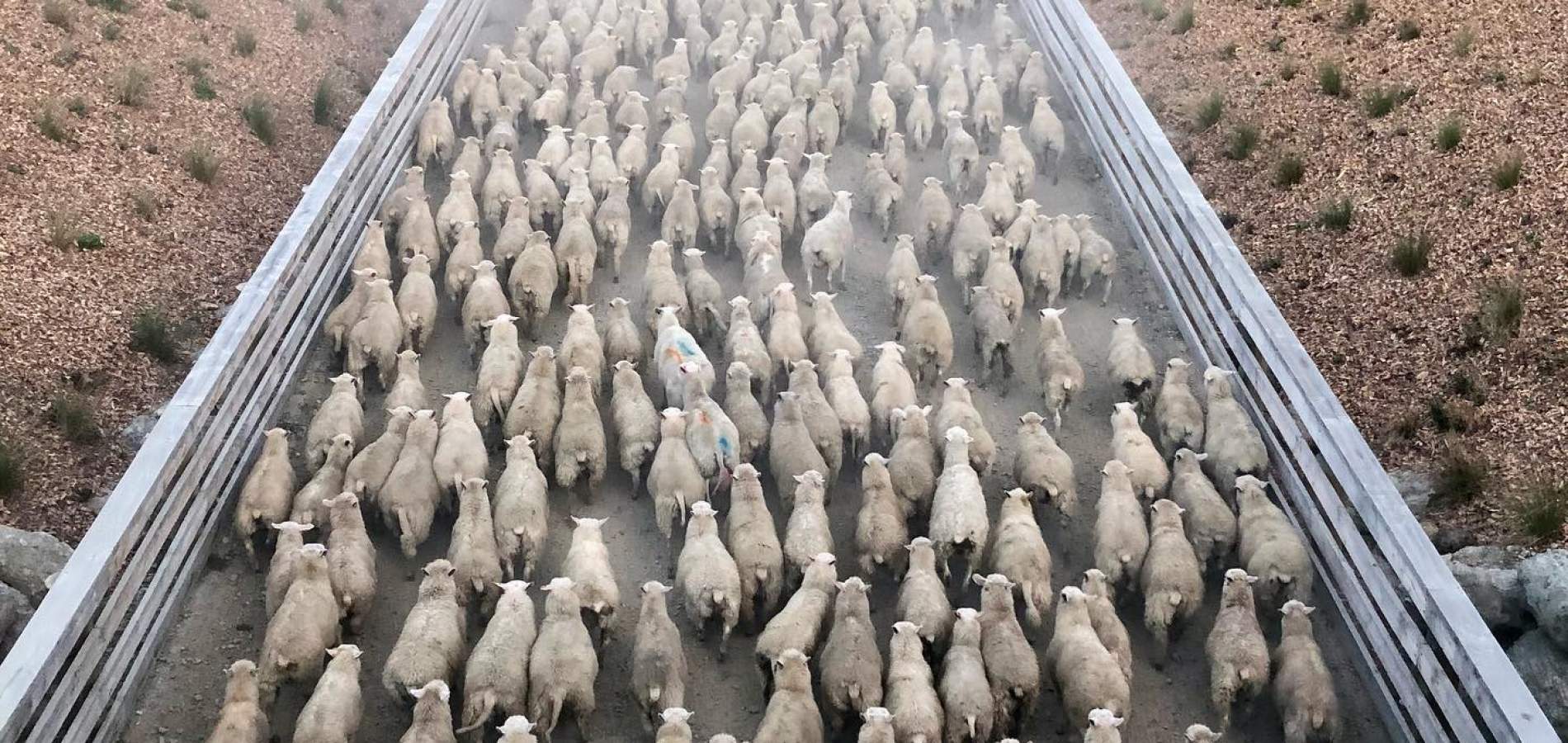 sheep